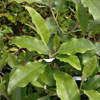 Olearia albida